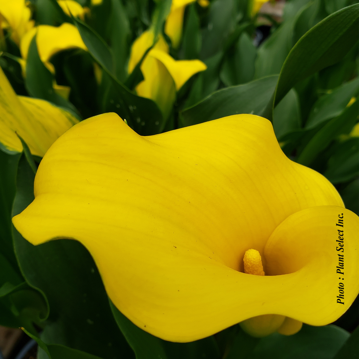 Le Calla main image 1